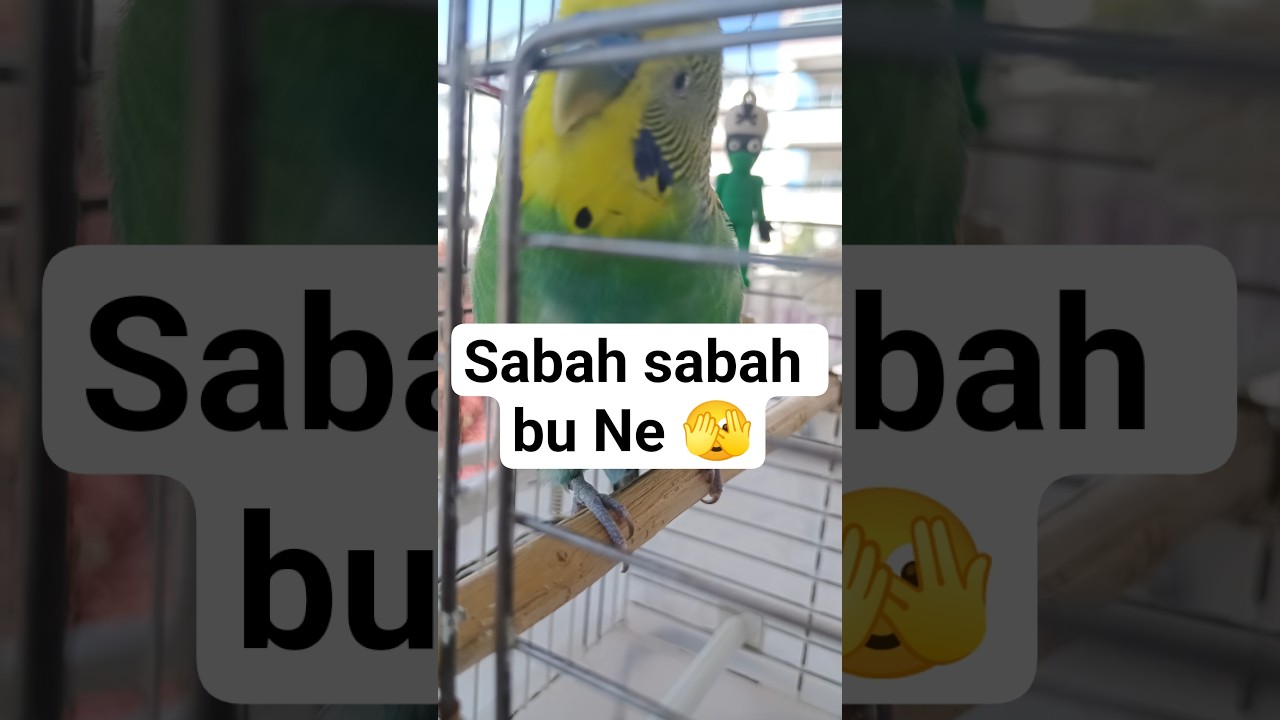 Enerjiiii #birds #budgies #budgies #talkingparot #talkingparot #parrot #cute #vogel #parakeet