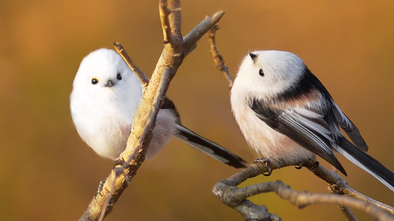 치명적인 외모로 심장을 공격하는 새. 윽 너무 위협적이야..귀여워