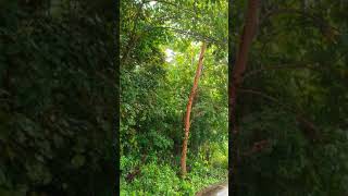 Rain Sounds & Relaxing Music 24/7 - Piano Music, Sleep, Study #Short