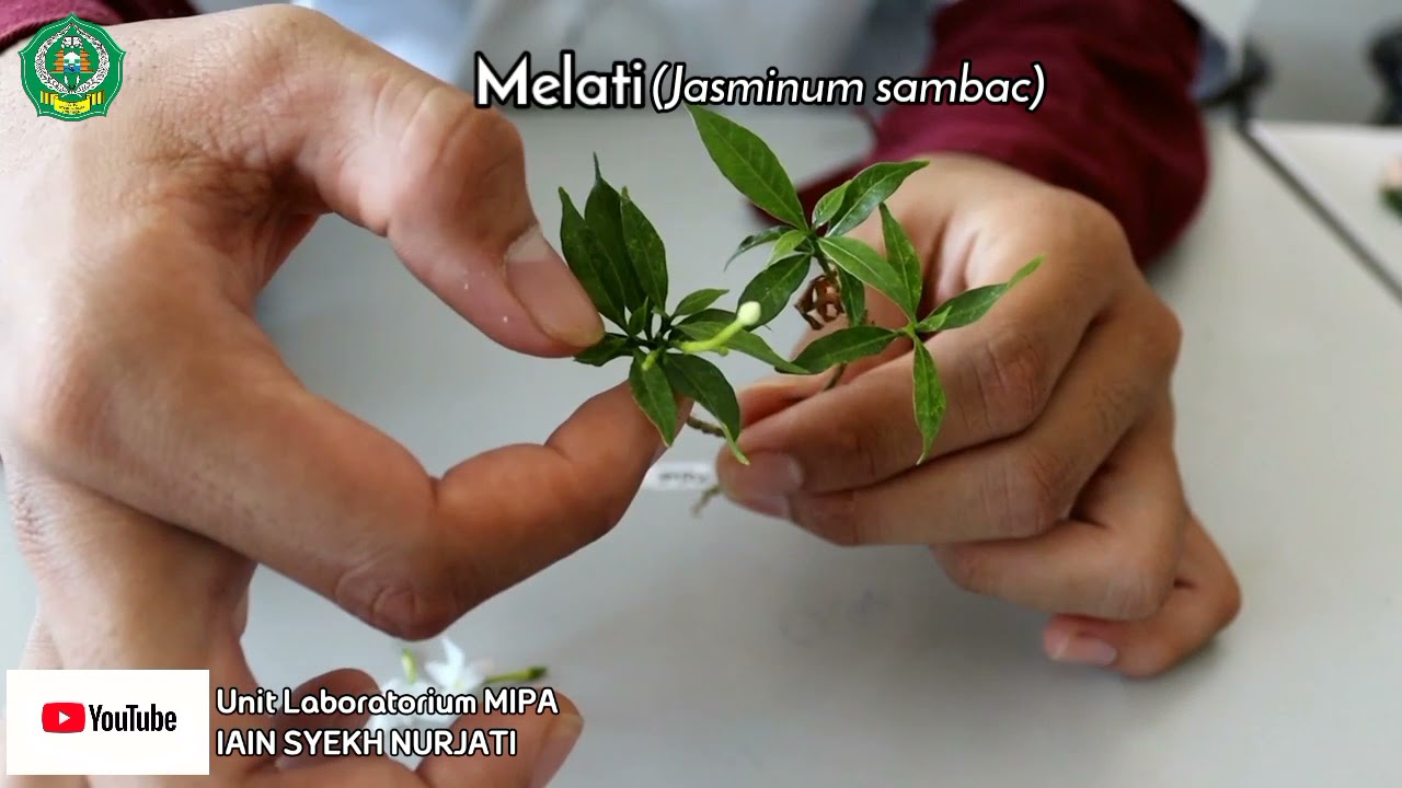 Botani: Angiospermae (Asterids)