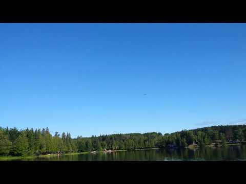 Loon flying
