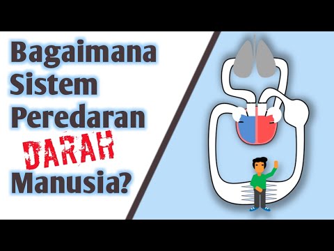 Sistem Peredaran Darah Manusia Seperti Ini (Lihat Langsung Paham)