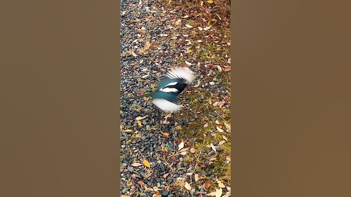 Little Magpie Bird gets Super Close #shorts #alaska #birds