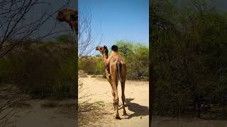camel video /beautiful camel / camel waking in the desert /systilsh camel