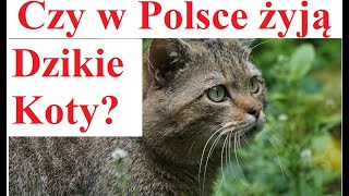 Czy w Polsce żyją Dzikie Koty