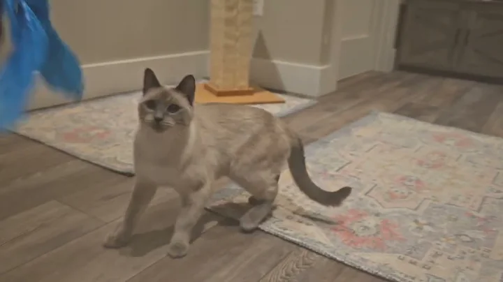 Video 10798981: blue point siamese, female siamese, cfa
