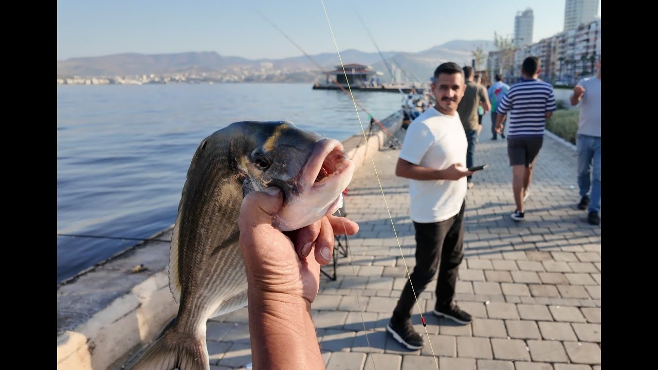 İZMİR KÖRFEZDE OLTALARI ATTIK ÇUPRALARI ALDIK. HEM SPİN KAMIŞLA HEM DE SURFCASTING İLE ÇUPRA AVIMIZ.