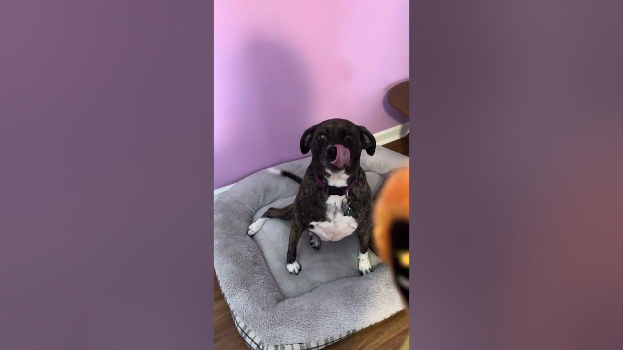 tiktok-dog-happy-donat-for-stella-part-1-youtube
