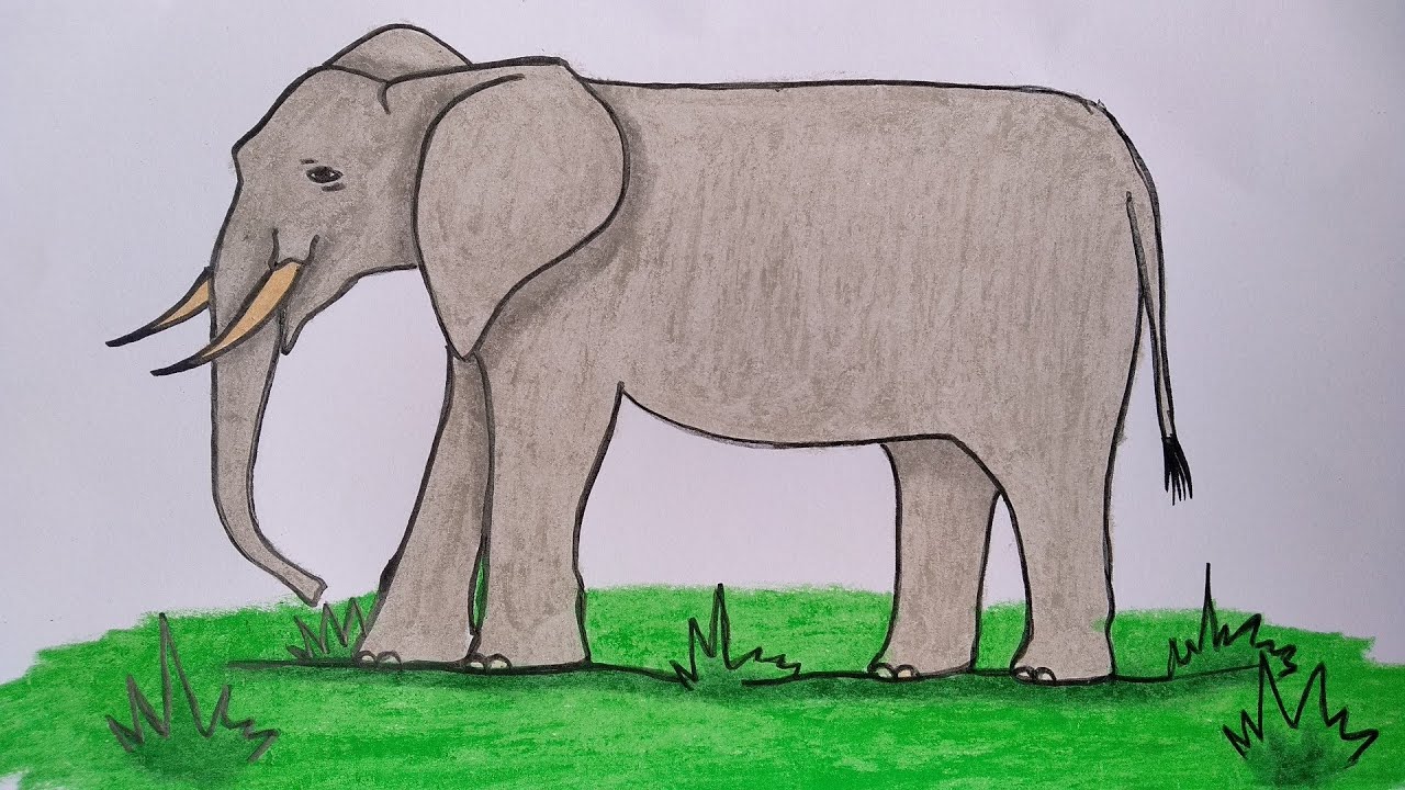  Menggambar  gajah Cara menggambar  dan  mewarnai binatang  