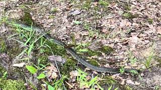 King Snakes. Finally, Something To Video.