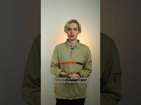 Что делать, если собаку ужалила оса или пчела? #shorts #укуспчелы #собаки