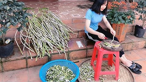 Hoả tốc/Siêu ươm ki lan phi điệp 2020/Phong Lan Rừng TV