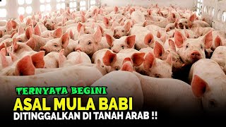 Asal Mula Babi Ditinggalkan di Tanah Arab