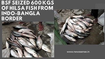 BSF Seized 600 Kgs of Hilsa Fish from Indo-Bangla Border || News Sense