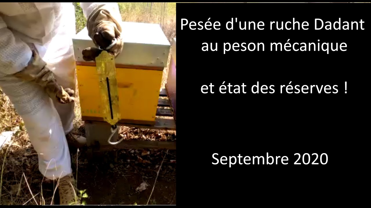 Pesée d'une ruche Dadant au peson et état des réserves