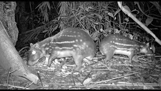 Imagens espetaculares de paca em diferentes ângulos - Percurso de 400 quilômetros