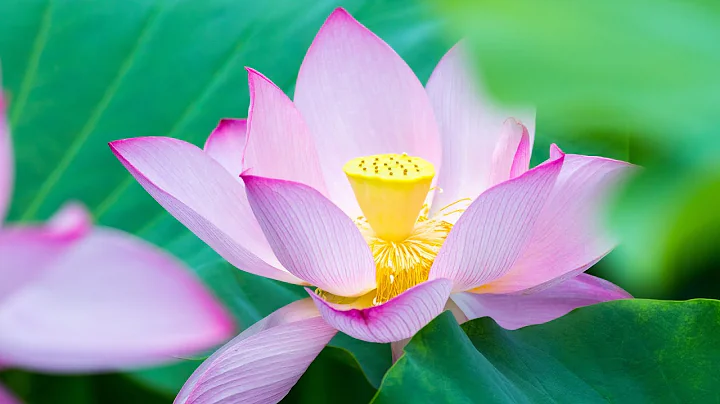 Lotus Flower ➤ 4K Relaxing Ambient Music, Stress Relief Music, Yoga Music - DayDayNews