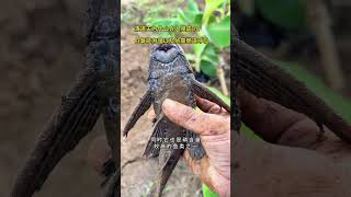 从“环保功臣”到跌落神坛。清道夫的入侵困局与水治理的深层叩问 #dou来广东百千万 #广东dou是好风光 #清道夫 #户外捕鱼