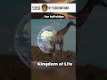 Kingdom of life #wildlife #wildanimals #forest #lion  #animals #wildanimals #wildlifeconservation