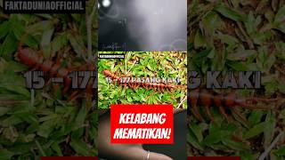 fakta unik kelabang #faktaunik #hewan #kelabang #qna #centipede #fyp