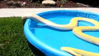Burmese Python swims in pool