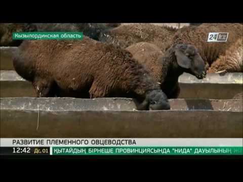 В Приаралье успешно развивается племенное овцеводство