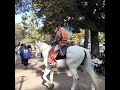 馬が交差点を渡ります #奈良公園