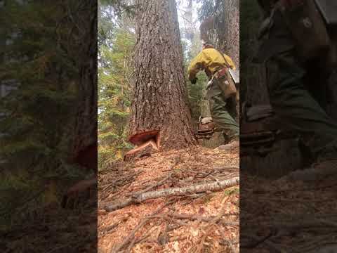 advanced timber felling (sizwheel)