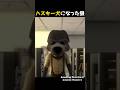 ハスキー犬になって羊を食べようとした狼 ハスキー犬になって羊を食べようとした狼