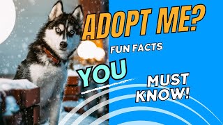 Did You Know? Fascinating Siberian Husky Facts!