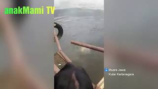 Tragis, detik - detik Gagal dijinakkan Pawang Buaya pun disambar buaya di muara jawa Kutai