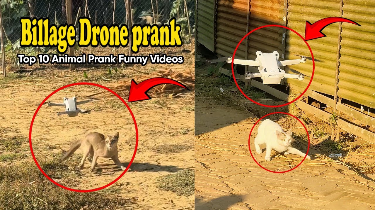 Drone Prank on Dogs & Cats 😂 | Funniest Animal Moments 