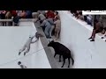 مصارعة الثيران في الشوارع مضحك جدا هههههههههههه 2018 