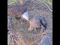 Bald Eagle Feeding: Parent Shares a Fish in the Nest! 🦅 (Blue Springs - April 23, 2026)