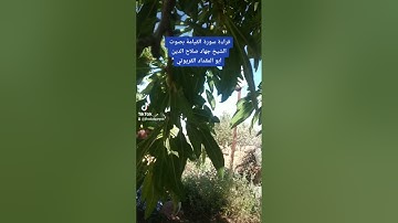 قراءة سورة القيامة بصوت الشيخ جهاد صلاح الدين أبو المقداد القريوتي