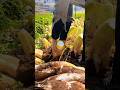 #agrico #farming #harvest #farm #farmingsystem #agrionone #ytshorts #youtubeshorts