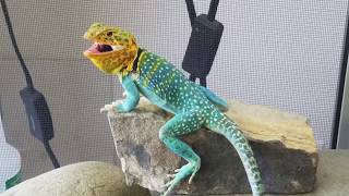 Colorful Collared Lizards in New Places