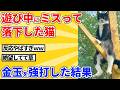 【2ch動物スレ】高所から落下したときに金玉に直撃した猫→衝撃で固まるwwwww