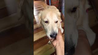 Doggo wants to eat brothers hand. Rio Golden Retriever #shorts