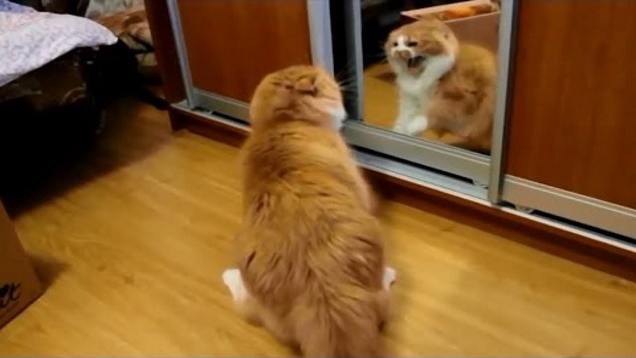 Funny Cats VS Mirrors Who Won? YouTube