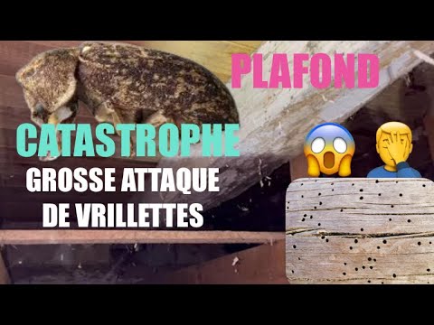 😱Je découvre des Vrillettes capricornes Bois du faux plafond Maison 🏡