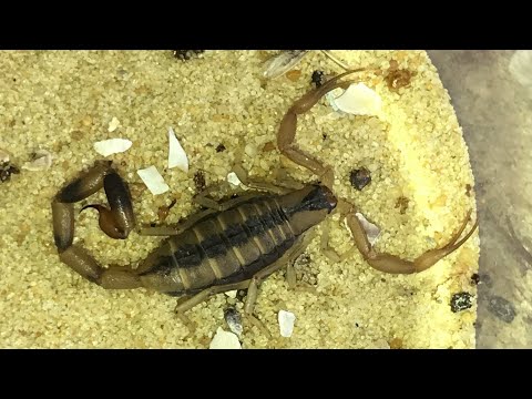 Video: Ką valgo skorpionas?