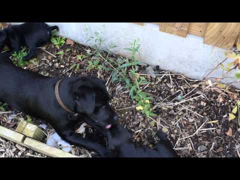 Patterdale terriers