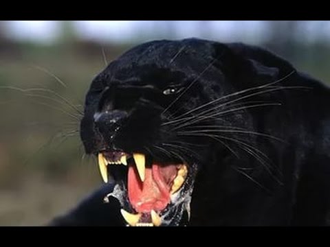 Чёрный леопард - в поисках легенды