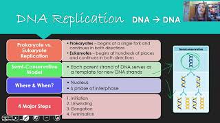 DNA Structure & Replication (updated)