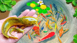 Most Amazing Catch Catfish Nests in Tiny Ponds, Catfish, Ornamental Fish, Koi Fish, Betta Fish