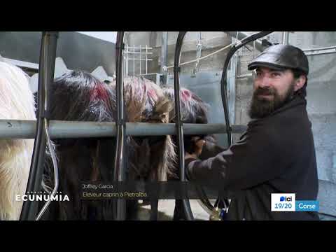 Vignette du reportage Ecunumia : le pastoralisme corse est-il en danger ?
