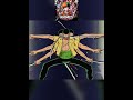 Zoro vs. Kaku (Arco de Enies Lobby) - AMV! #onepiece #zoro #zorosola #anime #amv #zoroedit