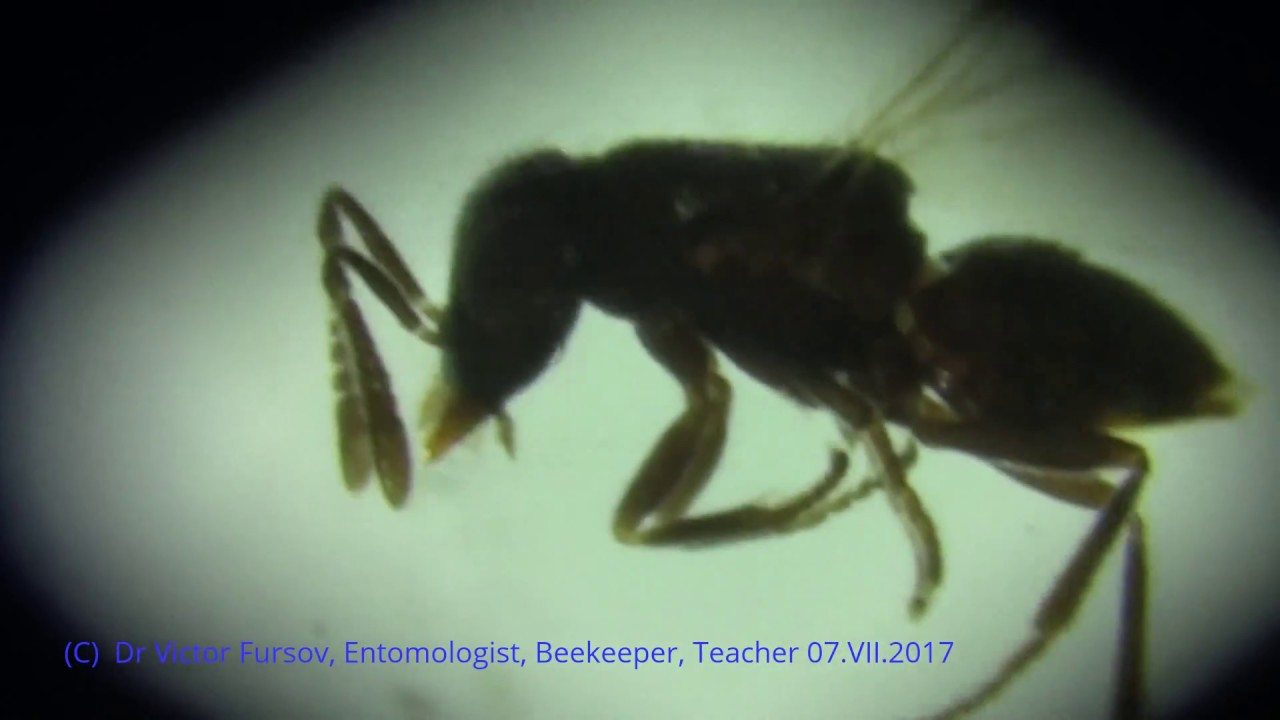 Parasitoids Encyrtidae, Pteromalidae, Eulophidae (Chalcidoidea, Hymenoptera) in Ankara, Turkey