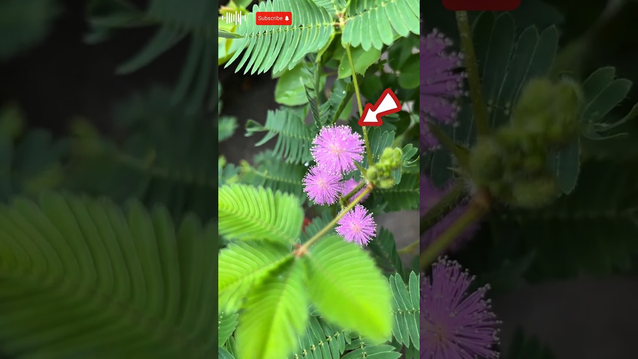 Чувствительное растение: самое драматичное растение на свете 😂🌿
